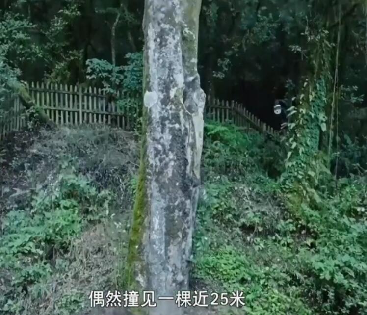 The worlds oldest wild tea tree is 9 stories tall, a precious treasure of nature!(图1)