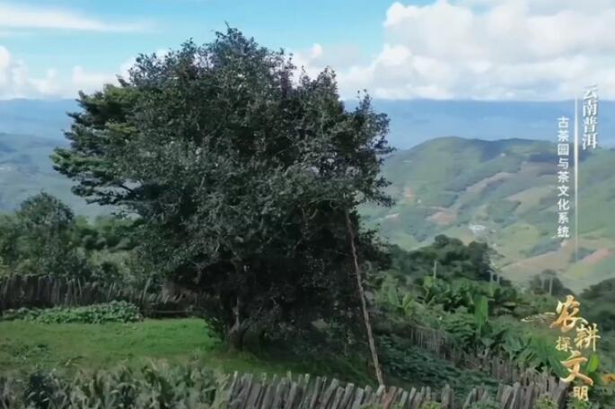 The worlds oldest wild tea tree is 9 stories tall, a precious treasure of nature!(图2)