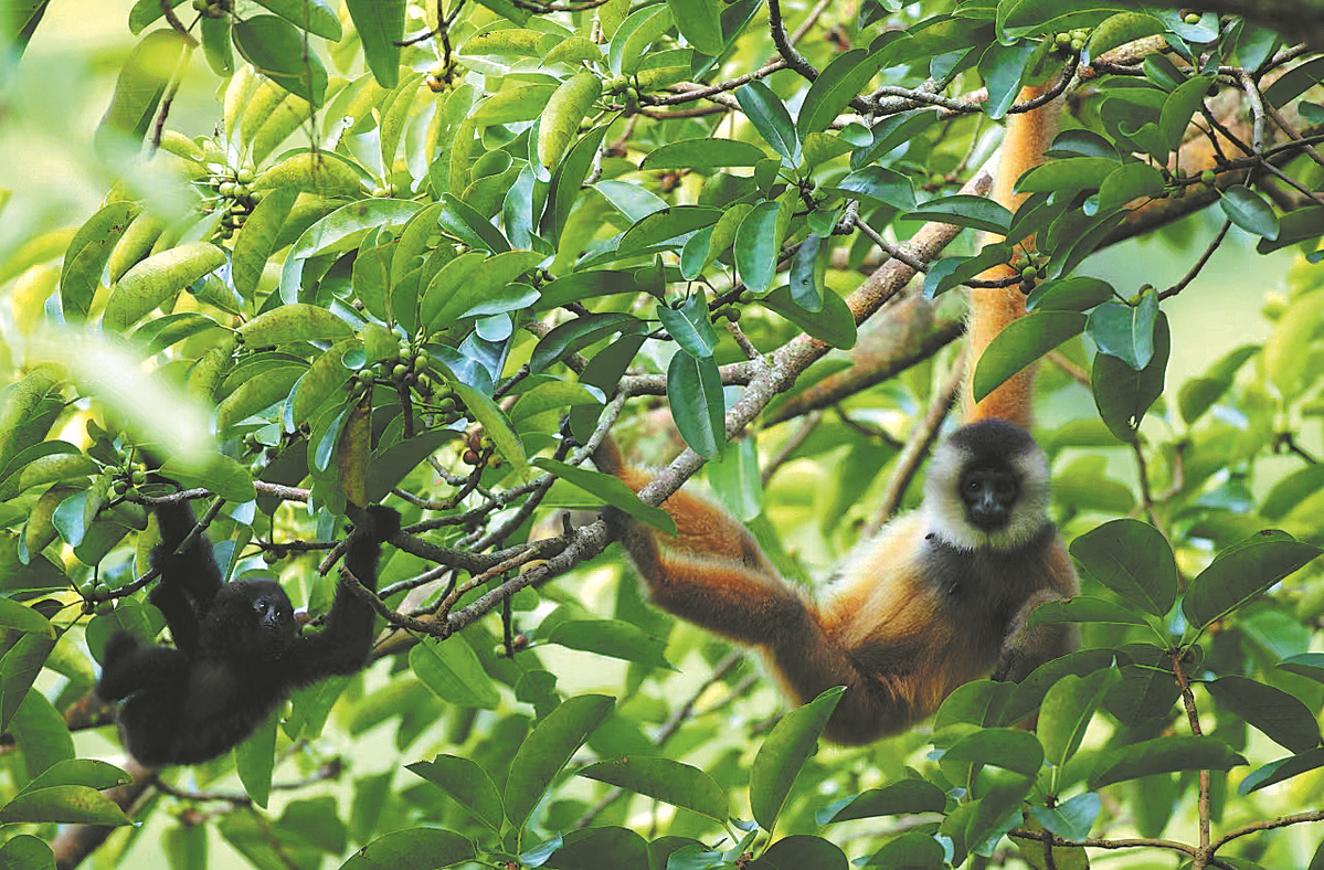 New methods used to monitor rare gibbon population(图1)