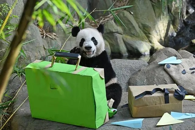 Singapore-born giant panda arrives in Chengdu(图1)