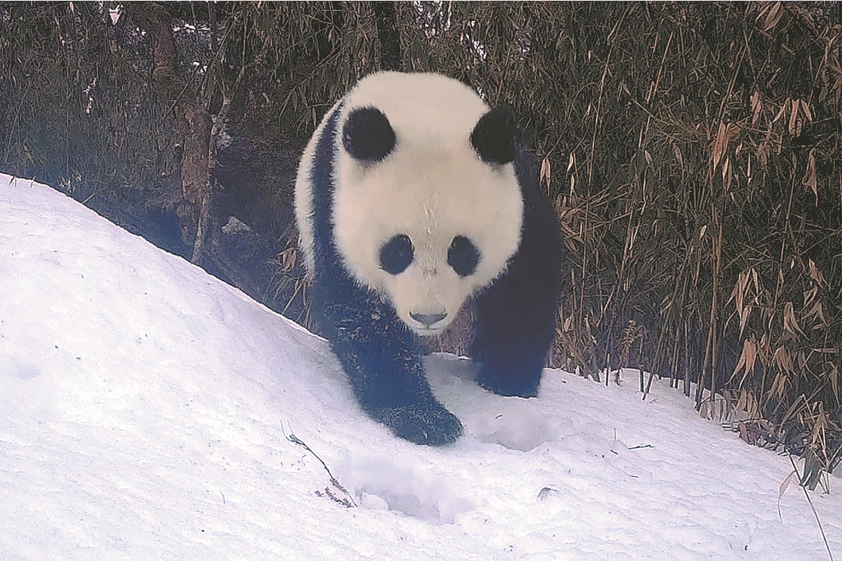 Number of wild pandas increases to nearly 1,900(图1)