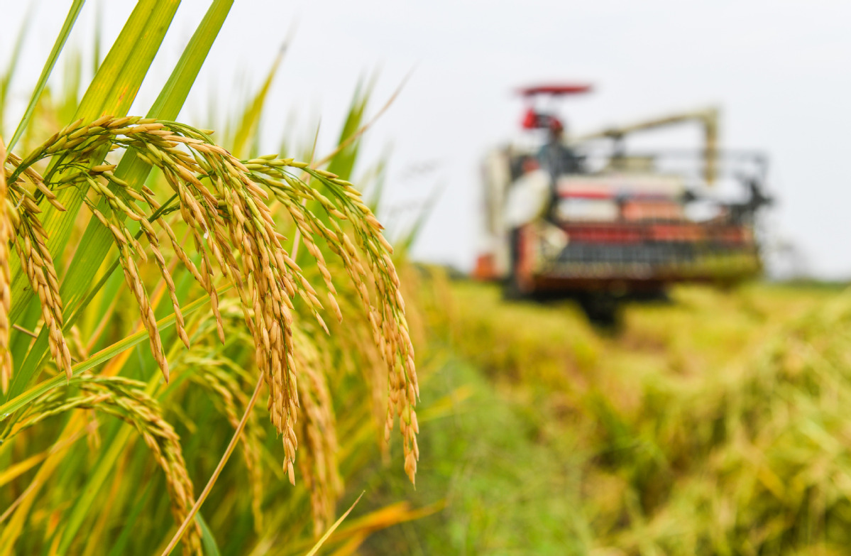 Market key element in farmers' compensation