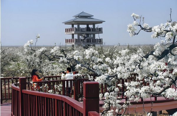 Pear blossom festival a big draw in Guanxian(图1)