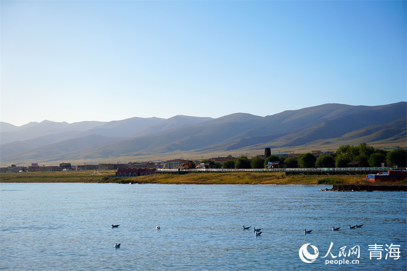Vibrant autumn in Qinghai Lake, China's largest inland saltwater lake