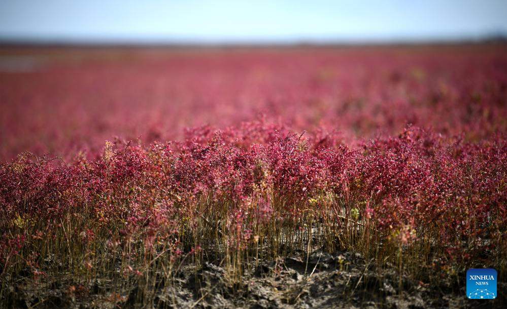 View of Red Beach scenic area in Chinas Liaoning(图2)