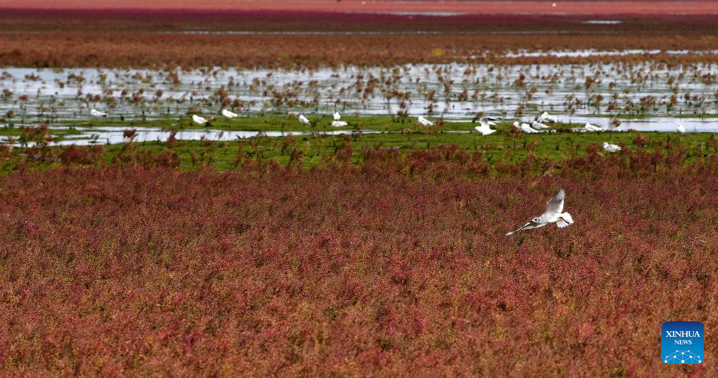 View of Red Beach scenic area in Chinas Liaoning(图3)