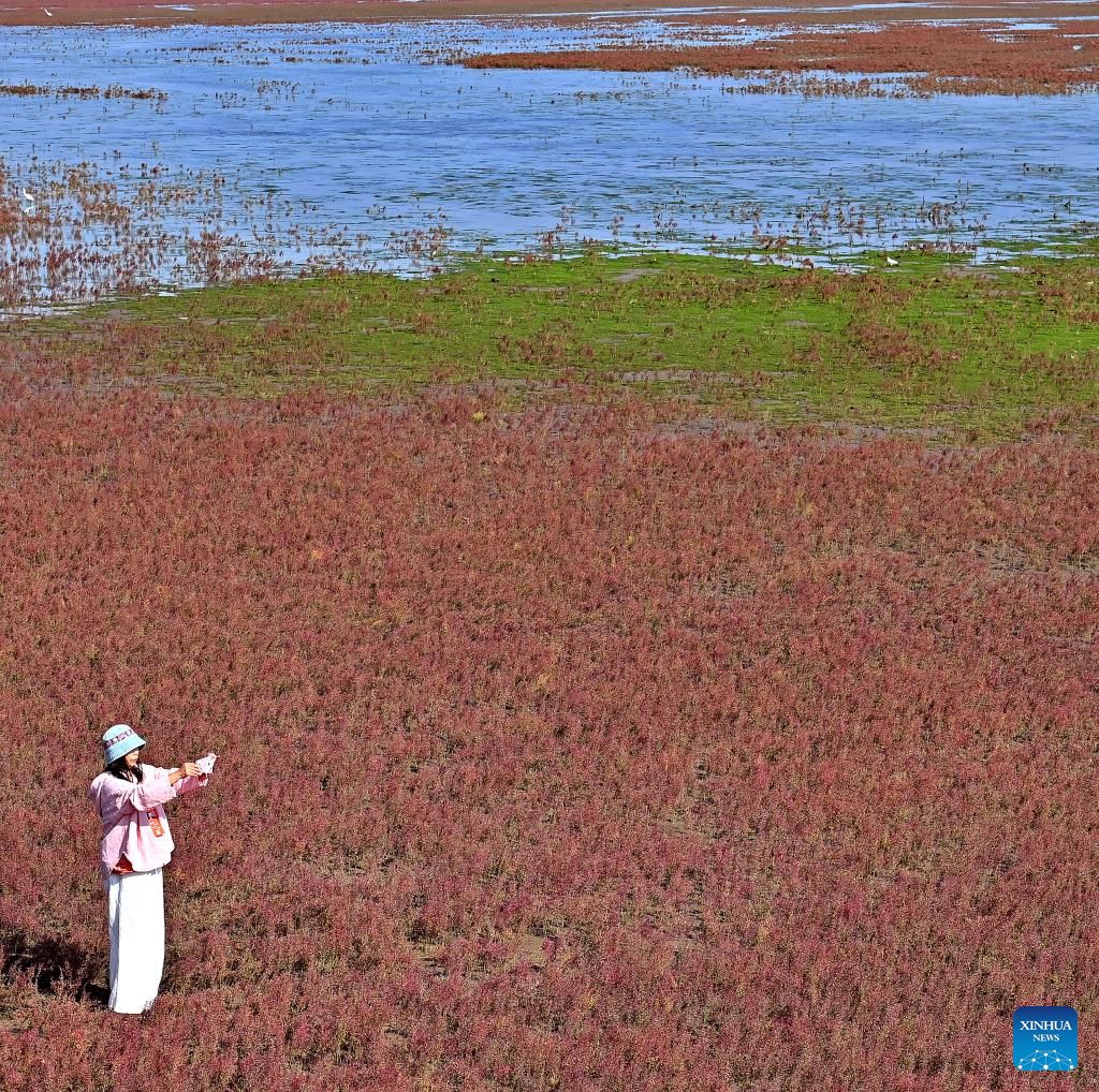 View of Red Beach scenic area in Chinas Liaoning(图5)