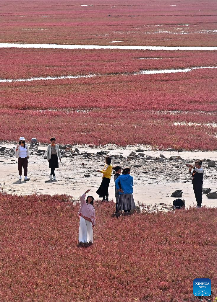 View of Red Beach scenic area in Chinas Liaoning(图4)