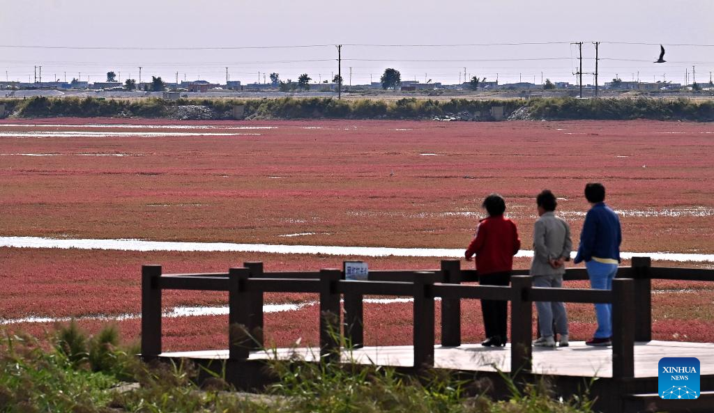 View of Red Beach scenic area in Chinas Liaoning(图6)