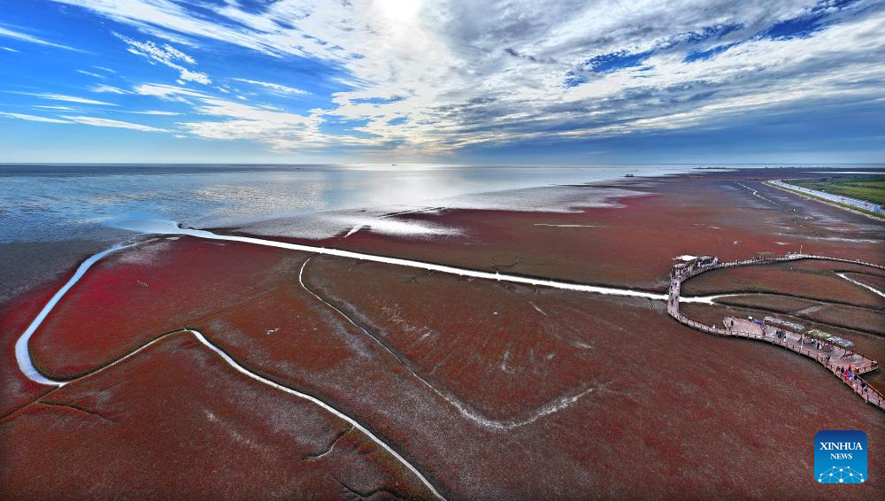 View of Red Beach scenic area in Chinas Liaoning(图11)