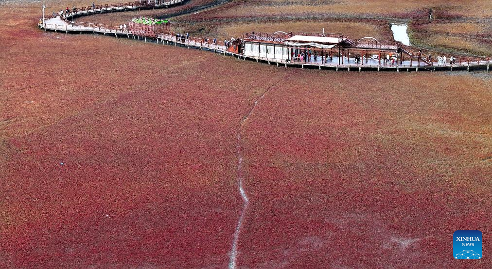 View of Red Beach scenic area in Chinas Liaoning(图8)
