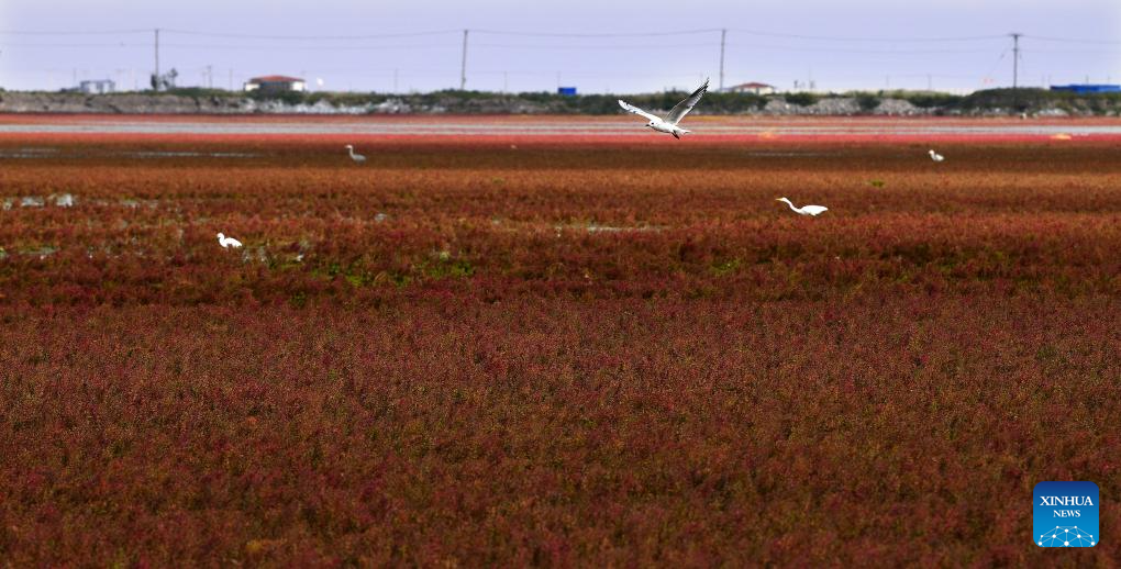 View of Red Beach scenic area in Chinas Liaoning(图13)