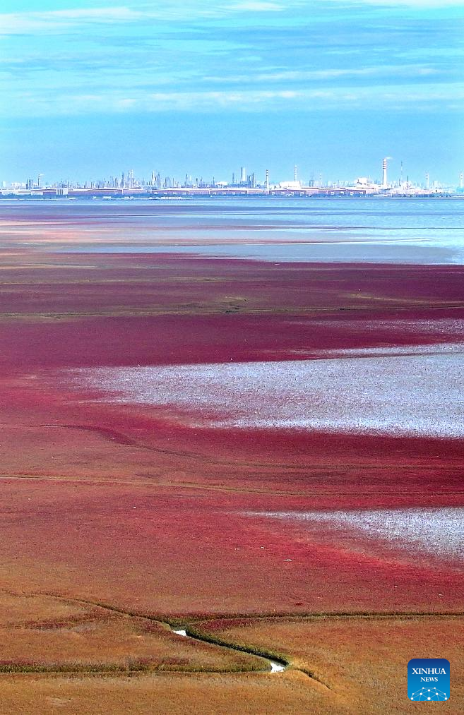 View of Red Beach scenic area in Chinas Liaoning(图14)