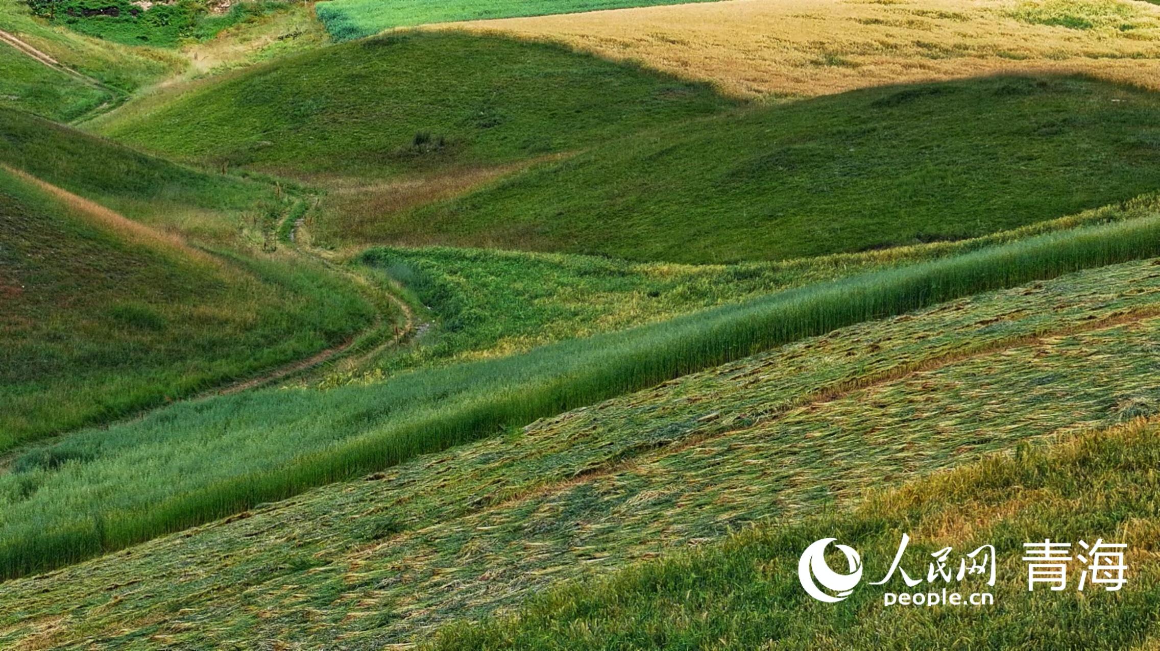 Autumn scenery of Qilian Mountains in NW Chinas Qinghai(图3)