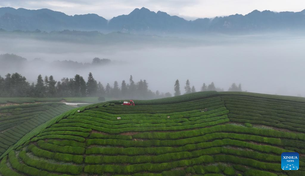 Scenery of tea garden in Muer Mountain, C Chinas Hubei(图3)