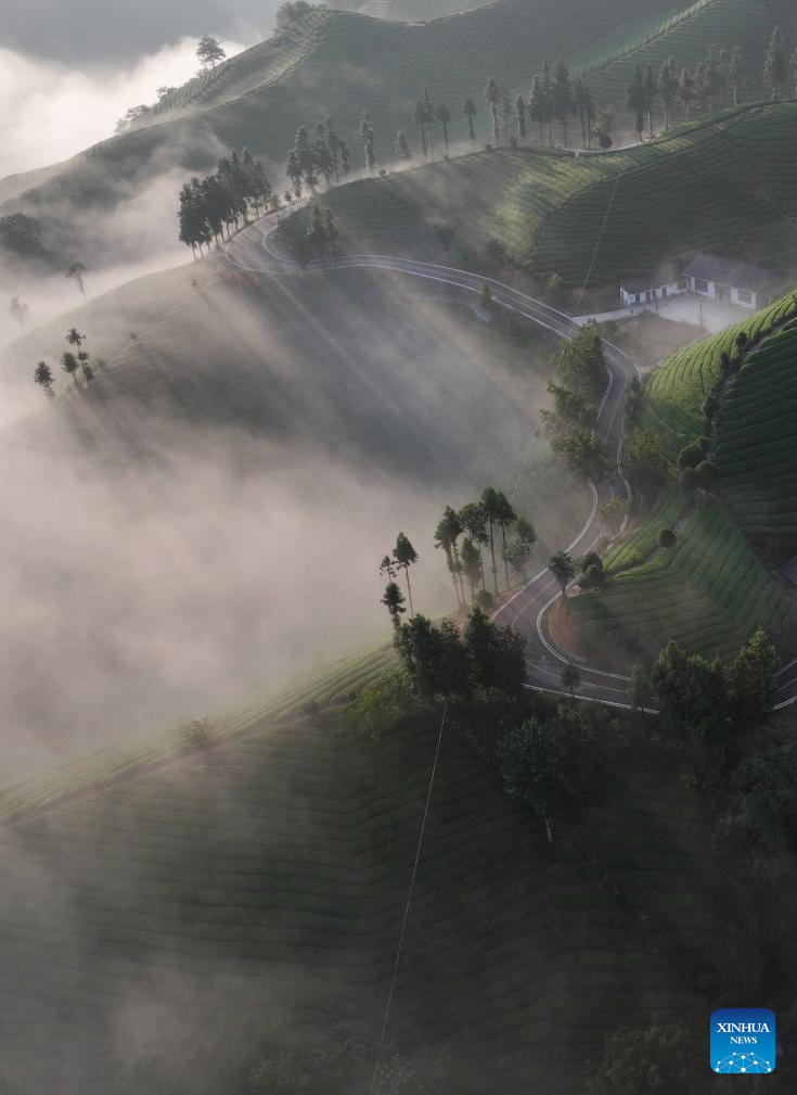 Scenery of tea garden in Muer Mountain, C Chinas Hubei(图6)