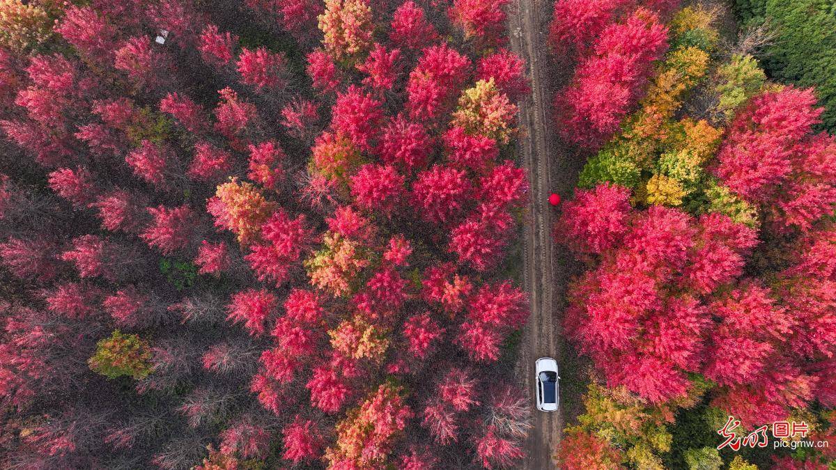Nanjing Bamboo Town's Red Maple Scenery Attracts Tourists