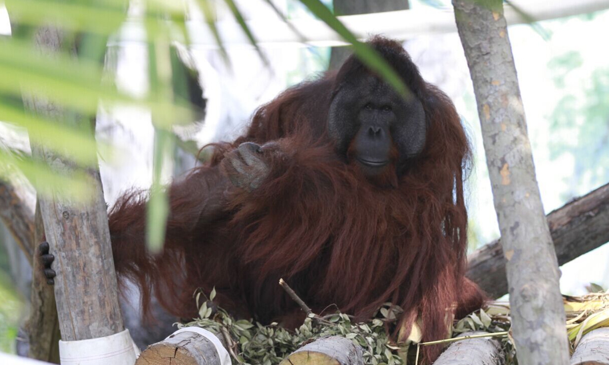 Paintings by orangutans in China zoo raise awareness for endangered wildlife(图3)